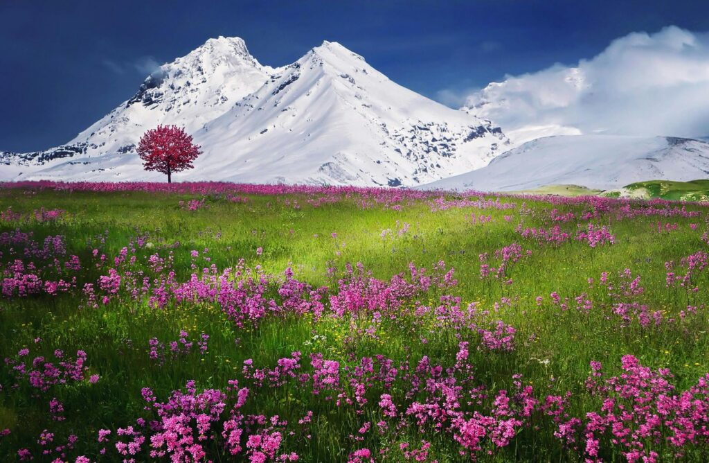Colorful spring meadow with pink flowers against majestic snowcapped mountains and clear blue sky.