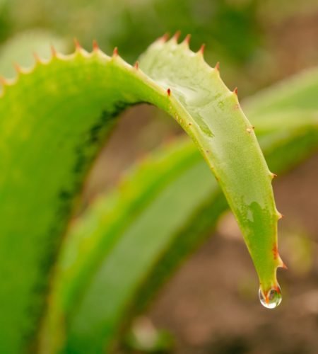 Close-up of an Aloe Vera leaf with a water droplet, capturing nature's beauty in Tanzania.