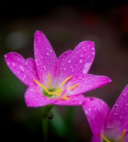 Close-up of a vibrant pink rain lily with dew drops on petals, showcasing nature's beauty.